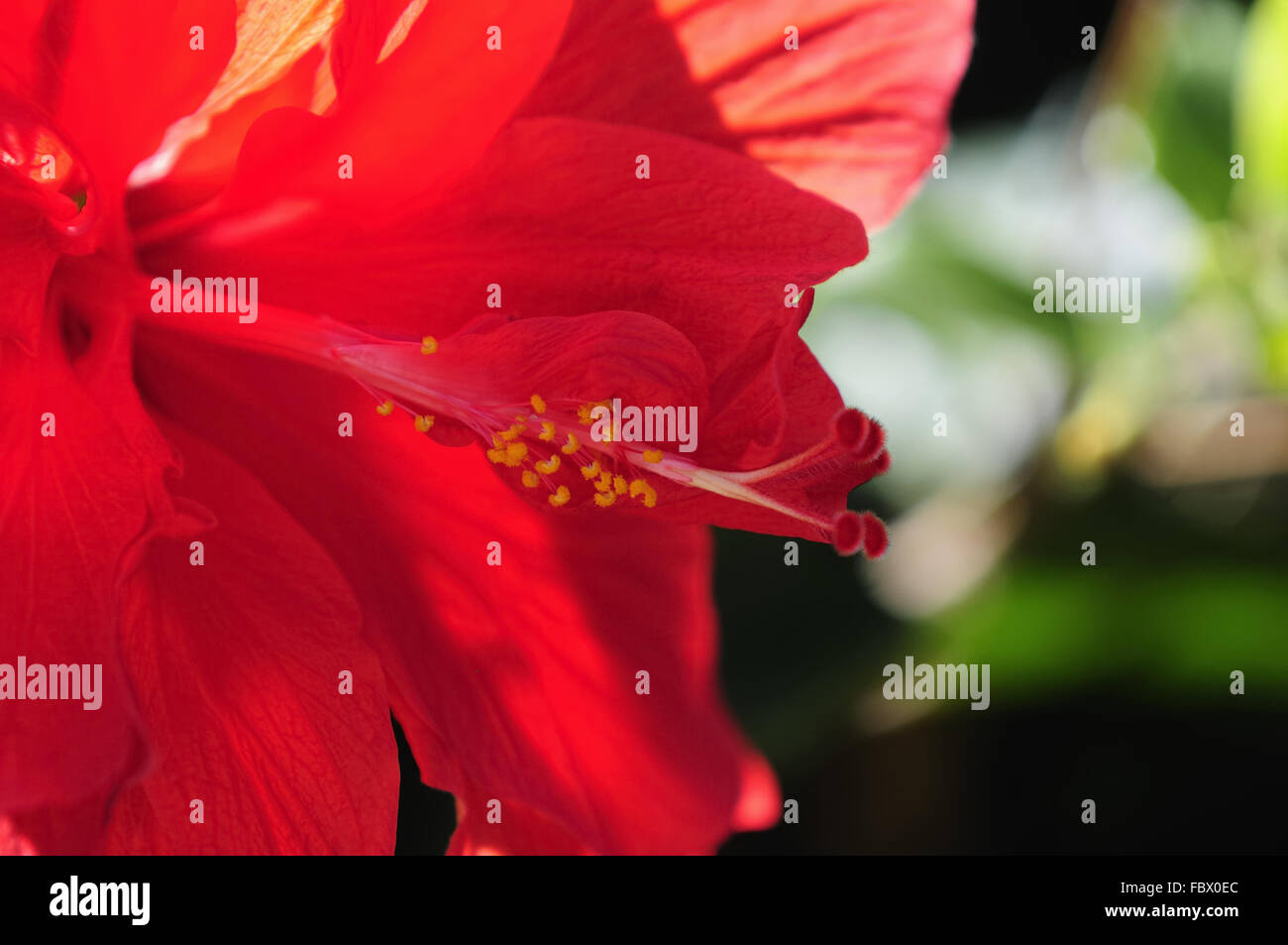 Blüte-Kanaren Stockfoto
