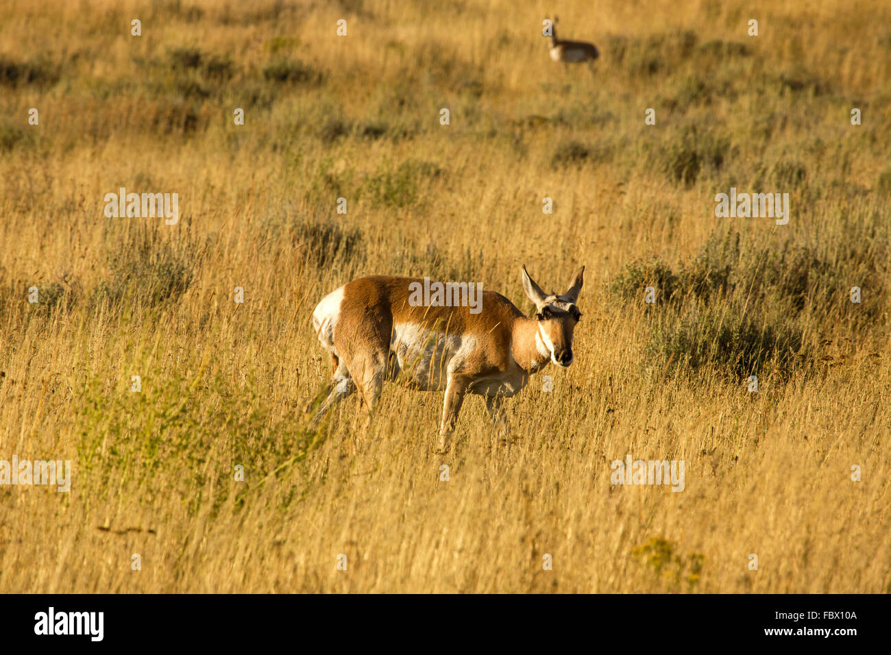 Weibliche Gabelbock (Antilocapra Americana) grasen große, gelbe Gras von Jackson Hole, Wyoming. Stockfoto