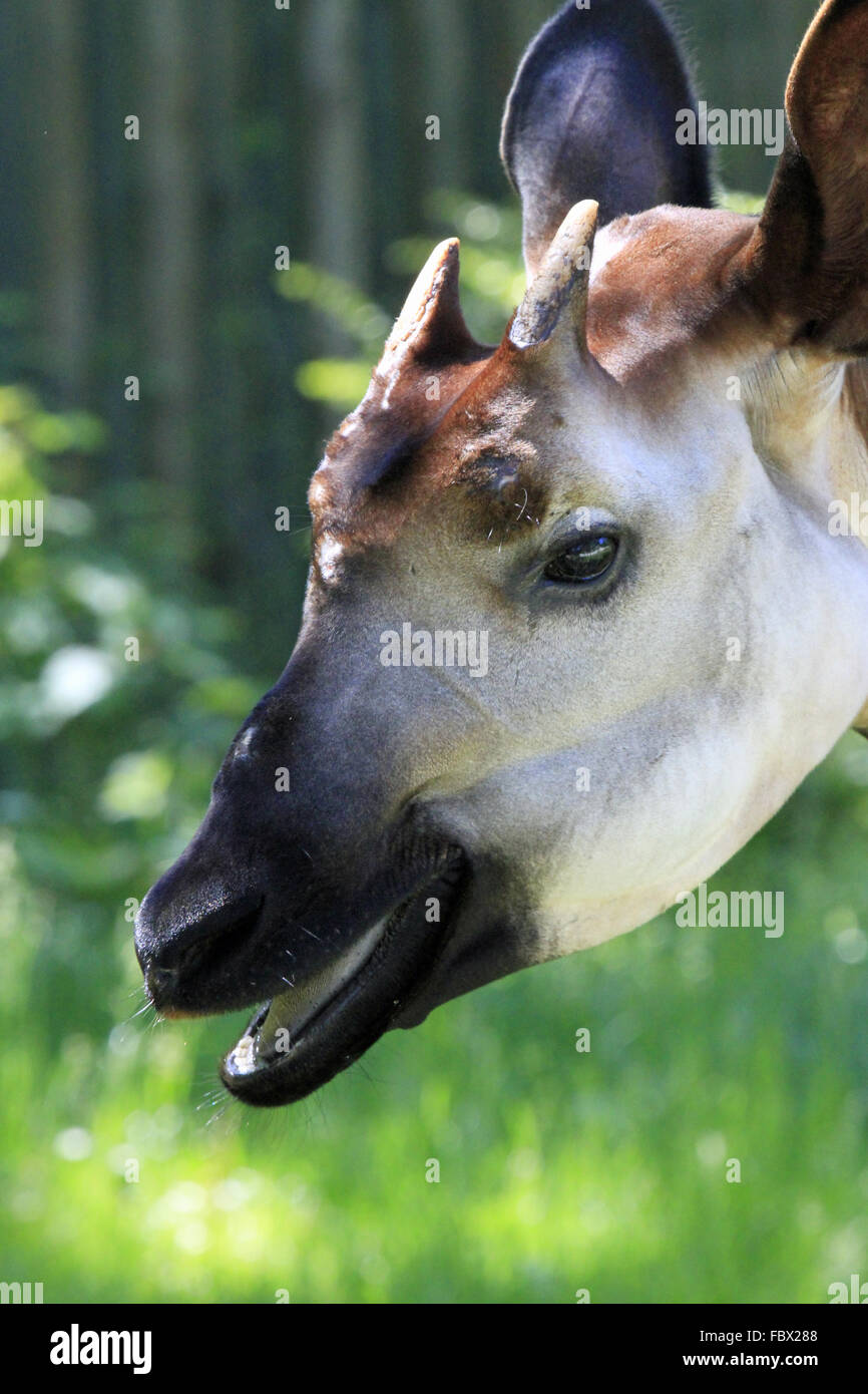 Okapi 02 Stockfoto