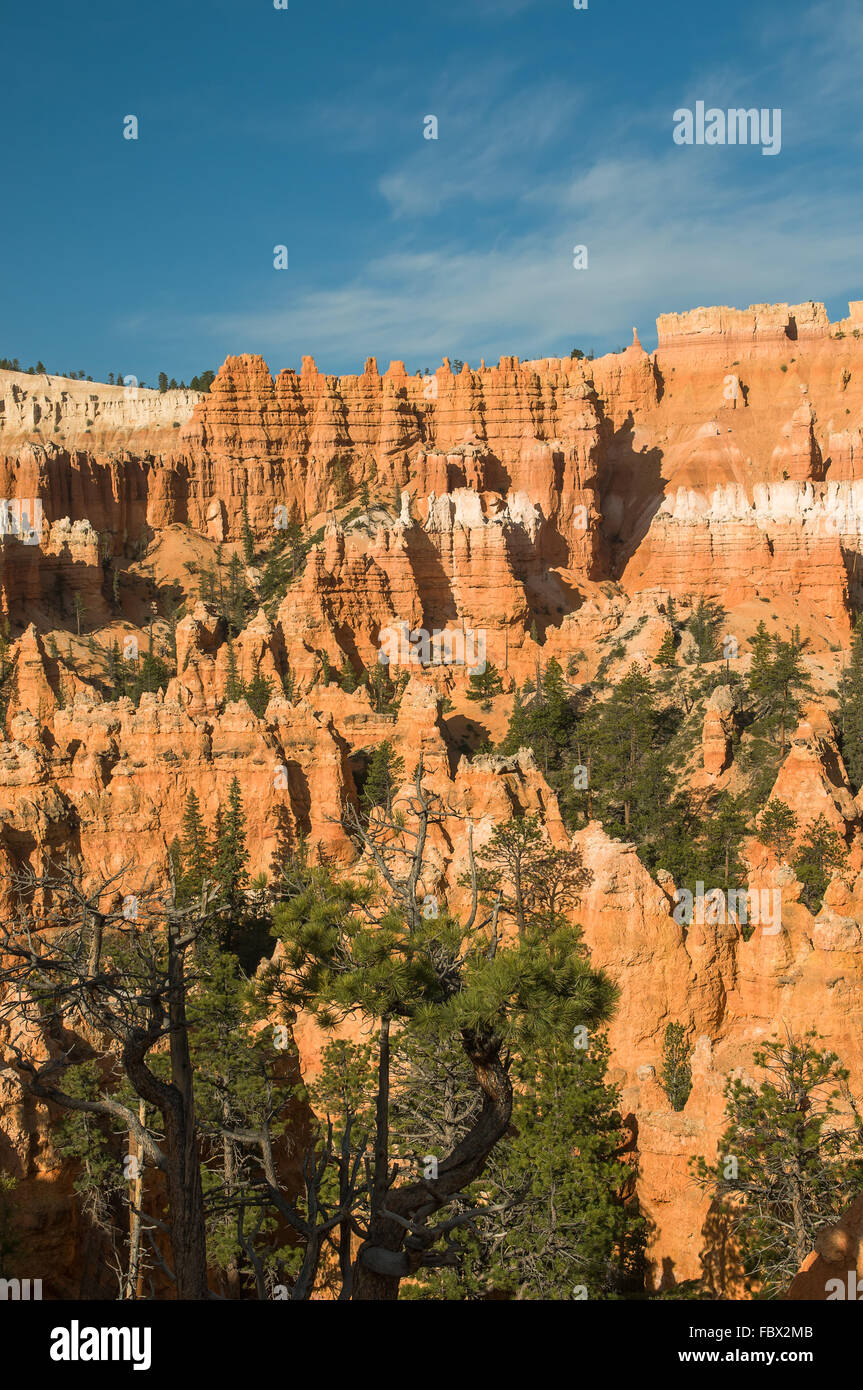 Rote Spitzen (Hoodoos) von Bryce Canyon, Utah, USA Stockfoto