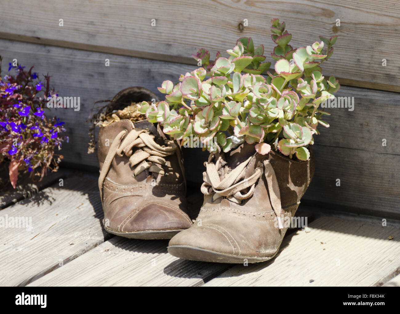 Alte Schuhe mit Sukkulenten bepflanzt Stockfoto