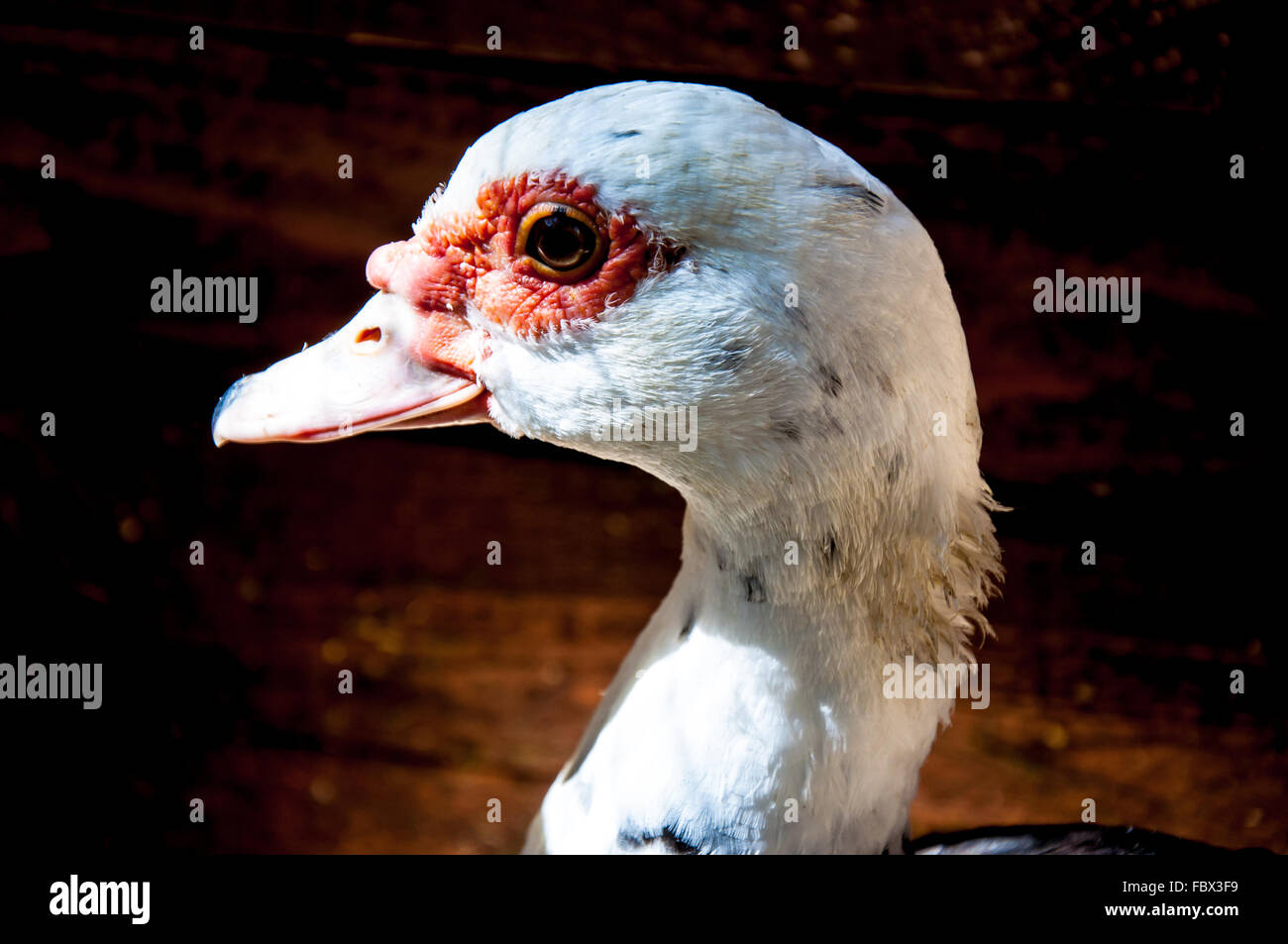 Indische Ente, Barbarie-Ente oder der Türkei Stockfoto