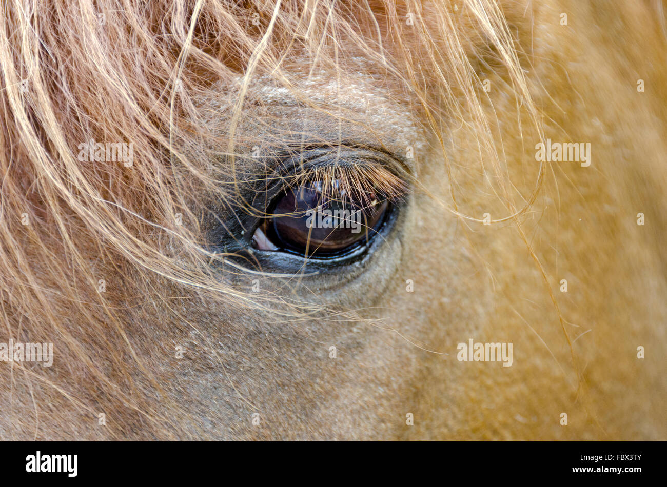 Auge eines Pferdes Ligth braun Stockfoto