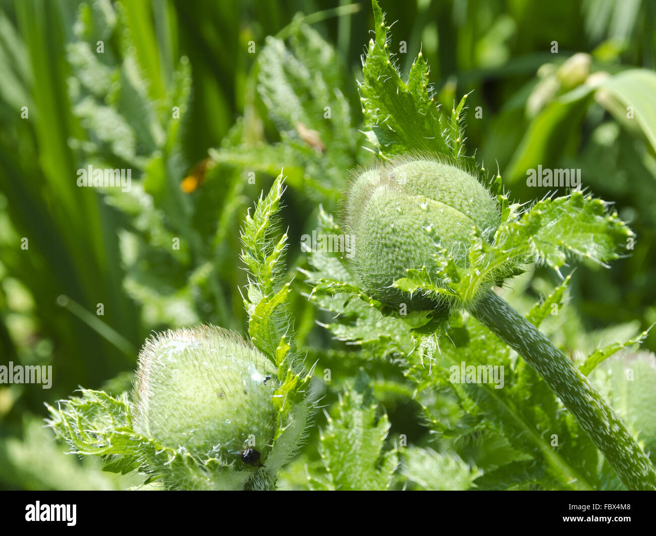 grüne Blume Knospe von der Klatschmohn Stockfoto