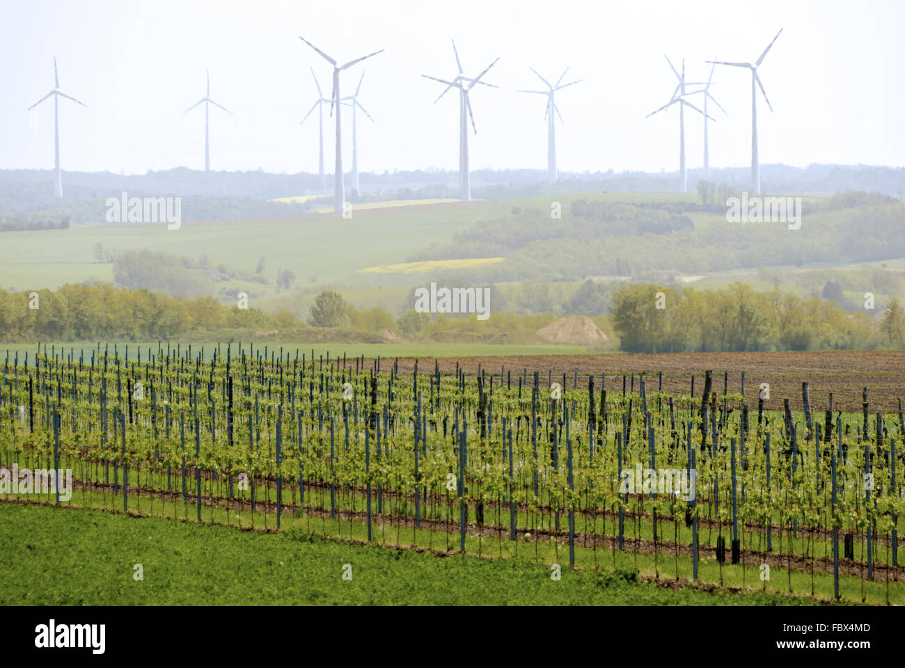 sommerliche Weinberg mit Windkraftanlagen Stockfoto