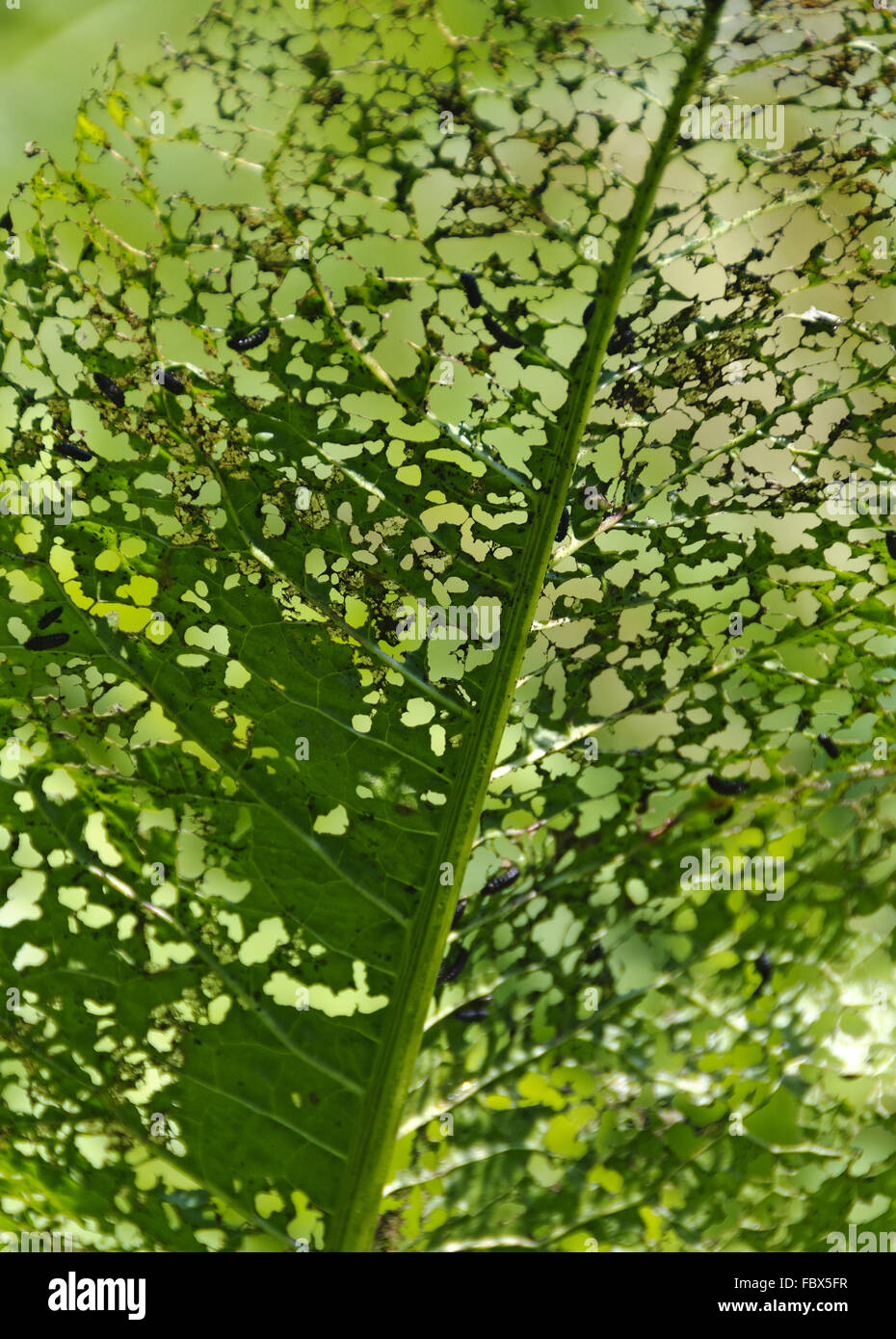 grünes Blatt mit Lochfraß Stockfoto