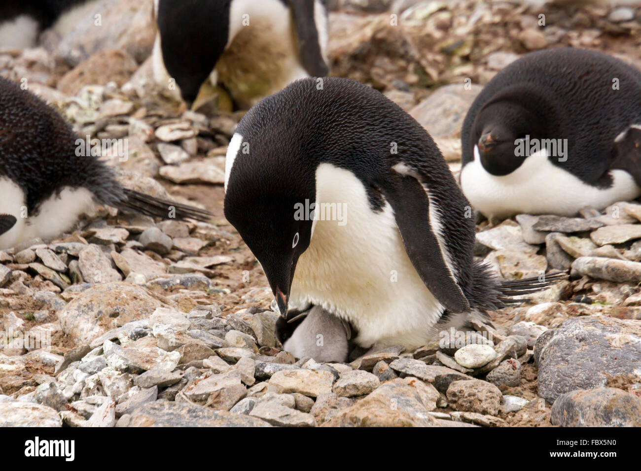 Adelie Pinguin mit dem schlüpfen Küken auf Nest in Rookery auf Paulet Island, Antarktis. Stockfoto