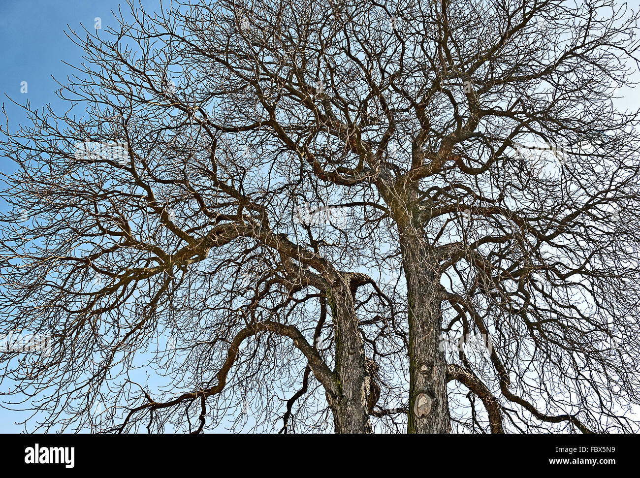 Bäume ohne Blätter, gegen den blauen Himmel Stockfoto