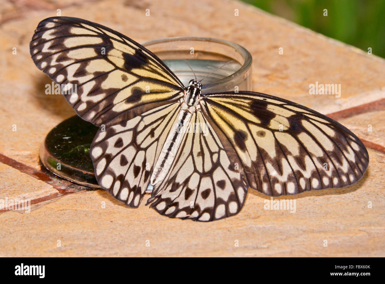 Tropischer Schmetterling Stockfoto