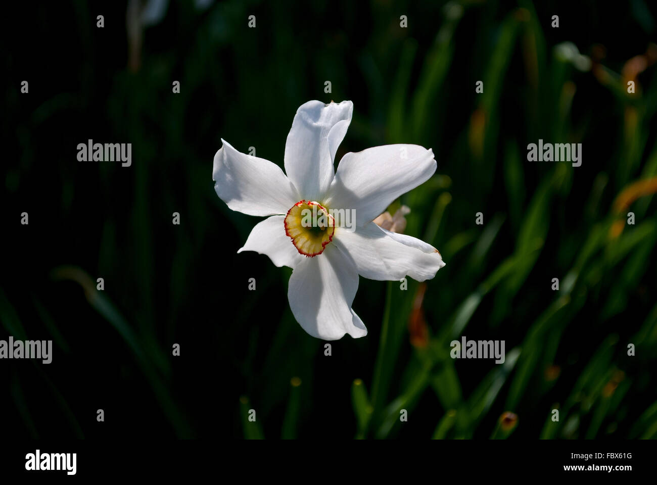 Blume Narzisse. Stockfoto