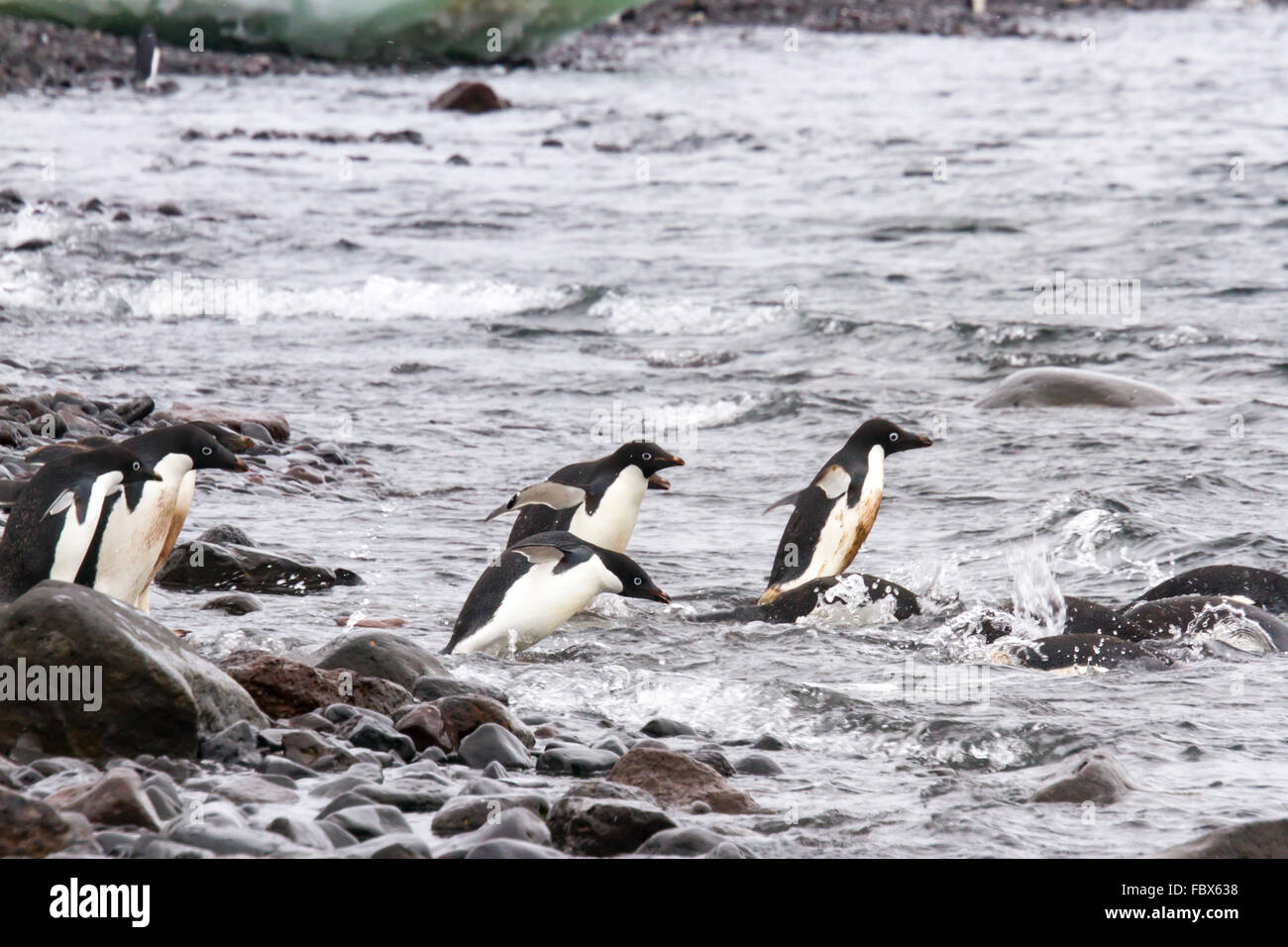 Adelie-Pinguine tauchen in Gewässern abseits Paulet Island, Antarktis. Stockfoto
