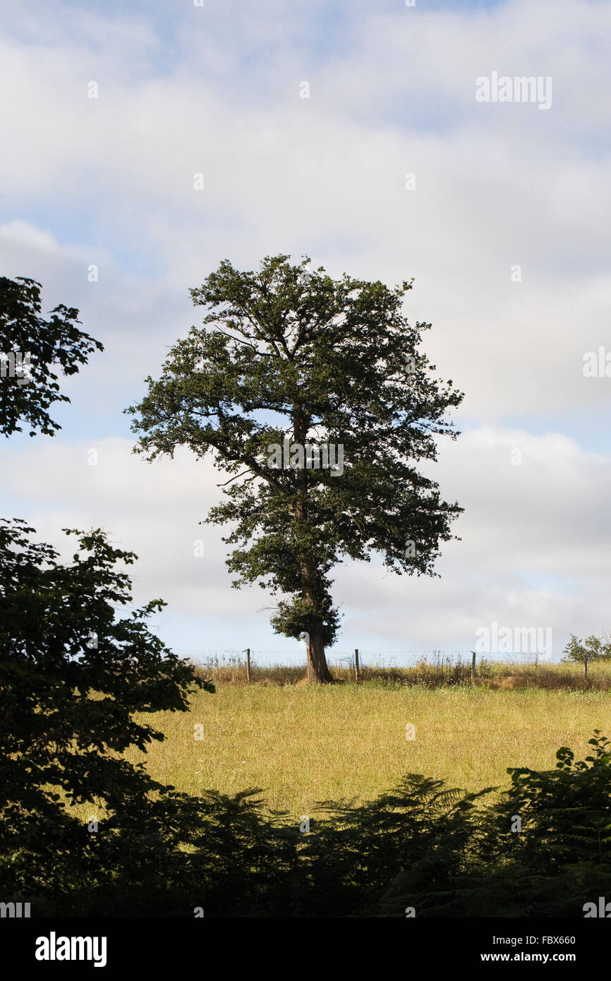 Quercus Baum. Sommer-Eiche in der französischen Landschaft. Stockfoto