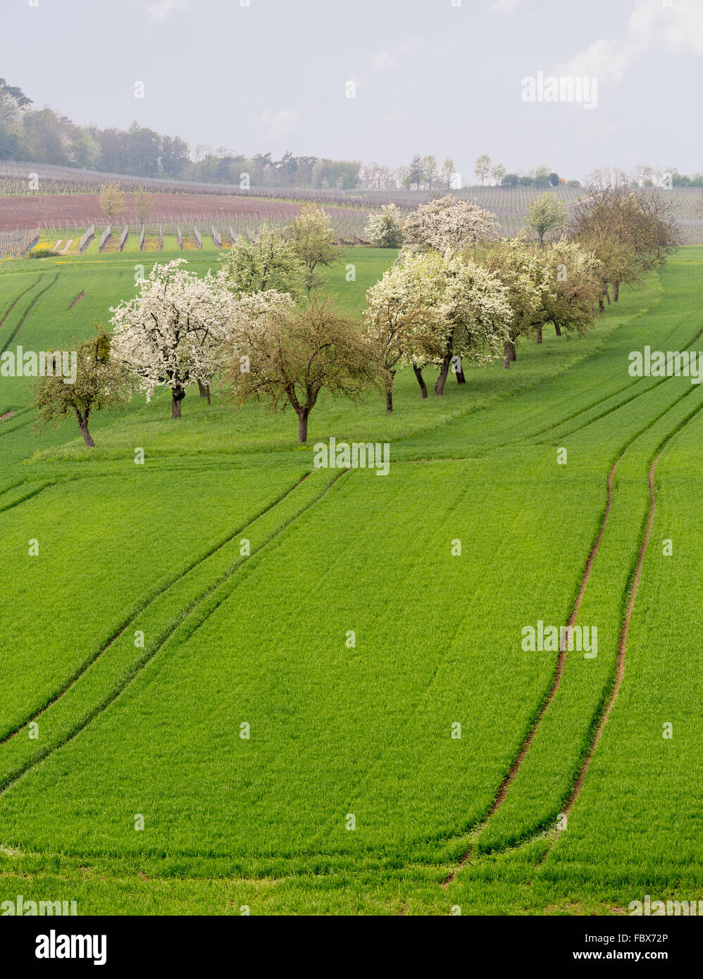 Alten Apfelgarten von Reben in Castell Deutschland Stockfoto