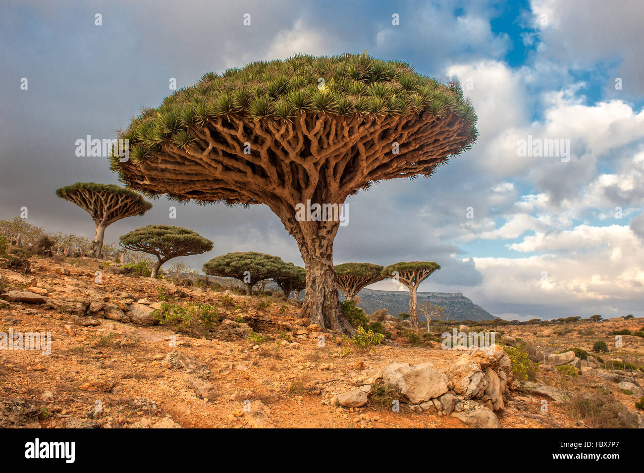 Drachenbäume Dixam Plateau, Insel Sokotra, Jemen Stockfoto