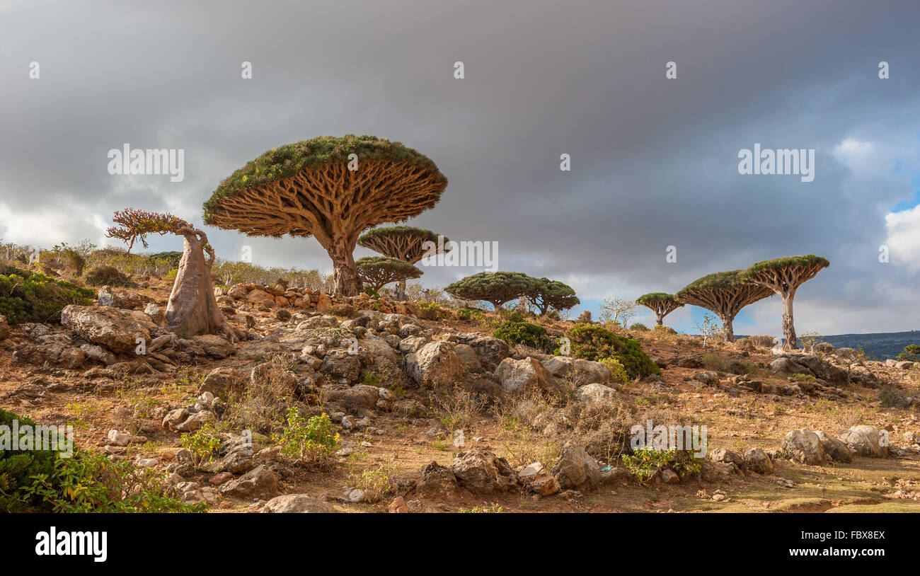 Drachenbäume Dixam Plateau, Insel Sokotra, Jemen Stockfoto