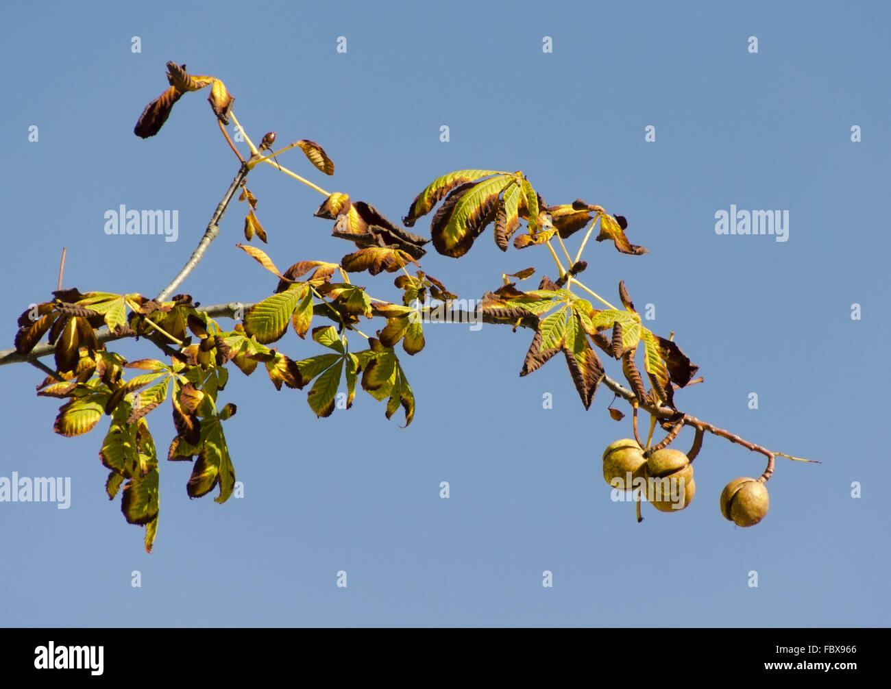 Buckeye Zweig mit Früchten auf einem blauen Himmel Stockfoto