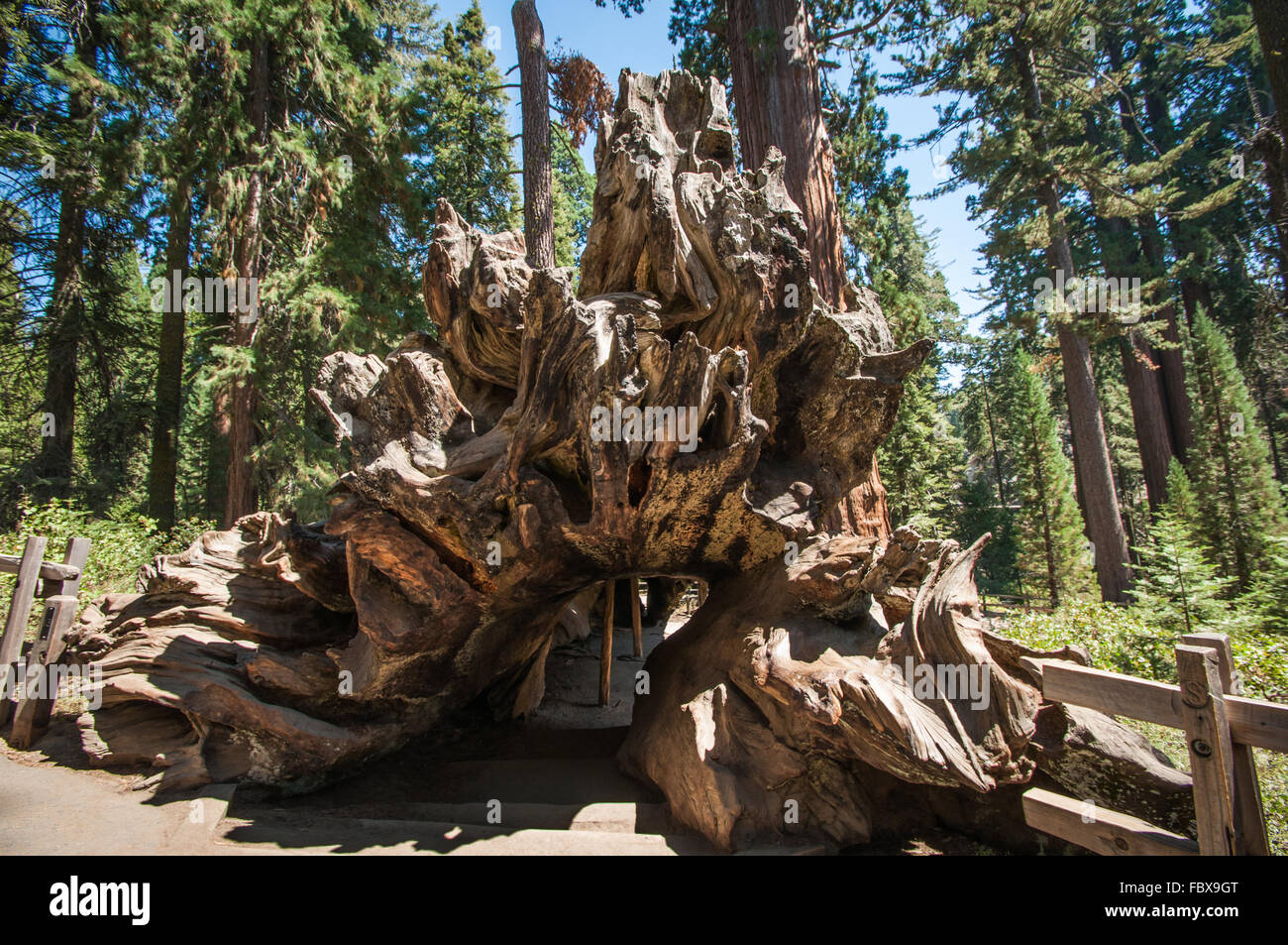 Wurzelholz Sequoia Baum Stockfoto