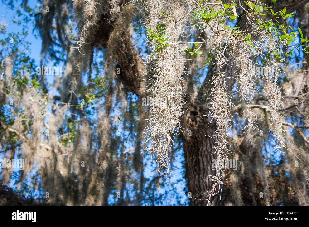 Spanish Moss hängen von einem Baum südliche Phaseneiche in Ponte Vedra Beach, Florida. Stockfoto