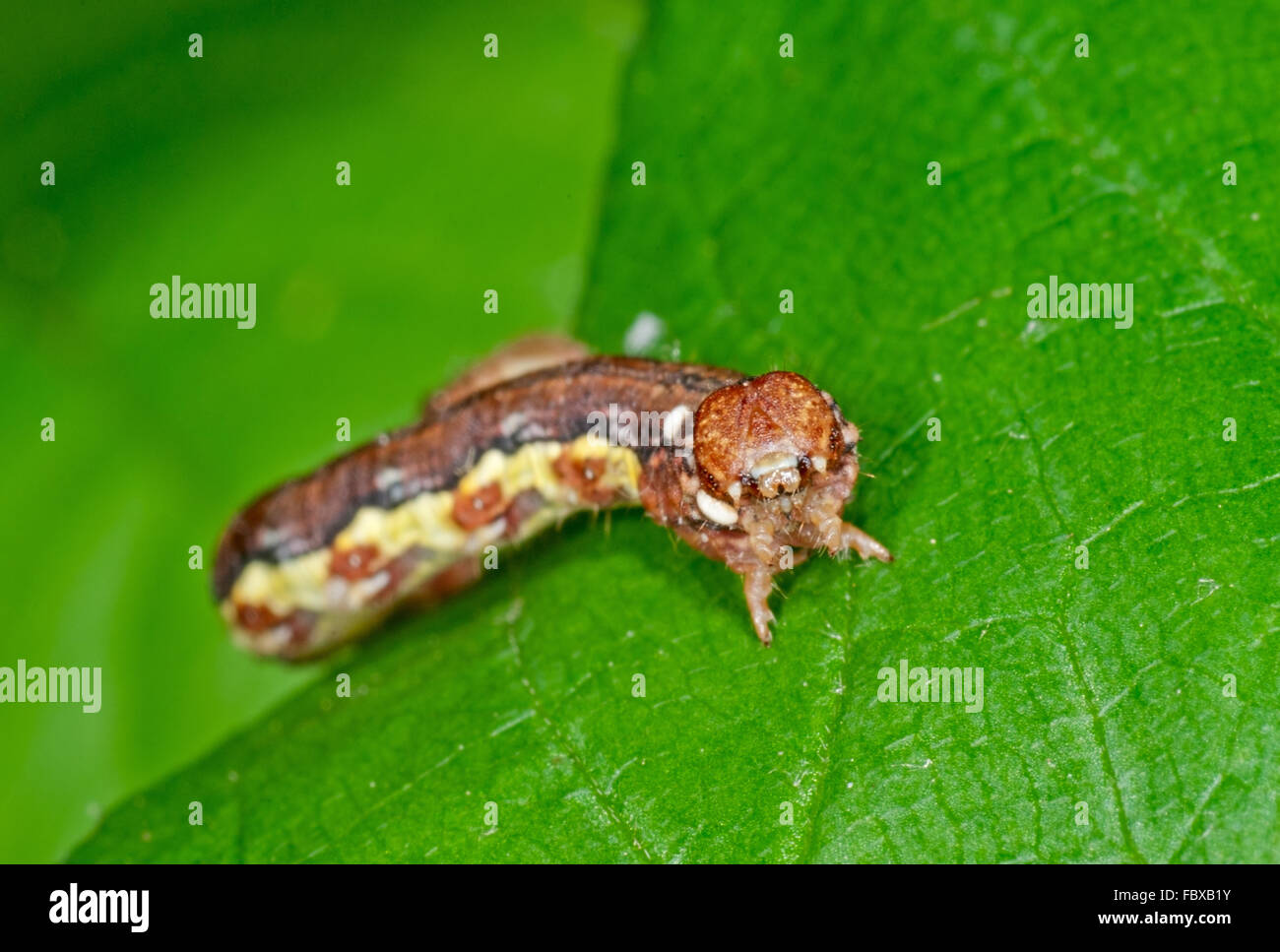 Geometer Motte Larve Stockfoto