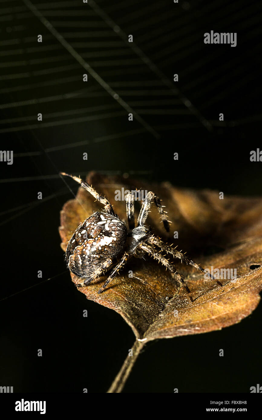 Araneus diadematus Stockfoto