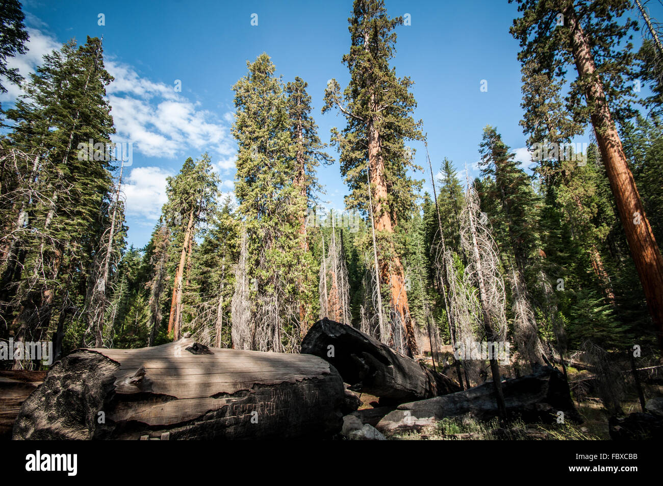 Yosemite View in Wald Stockfoto