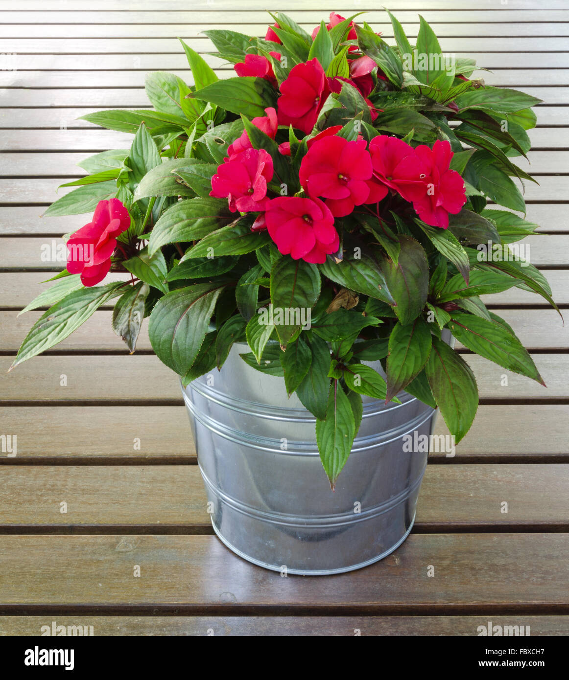 beschäftigt gemacht Lizzie in einer Blume Topf aus Metall Stockfoto