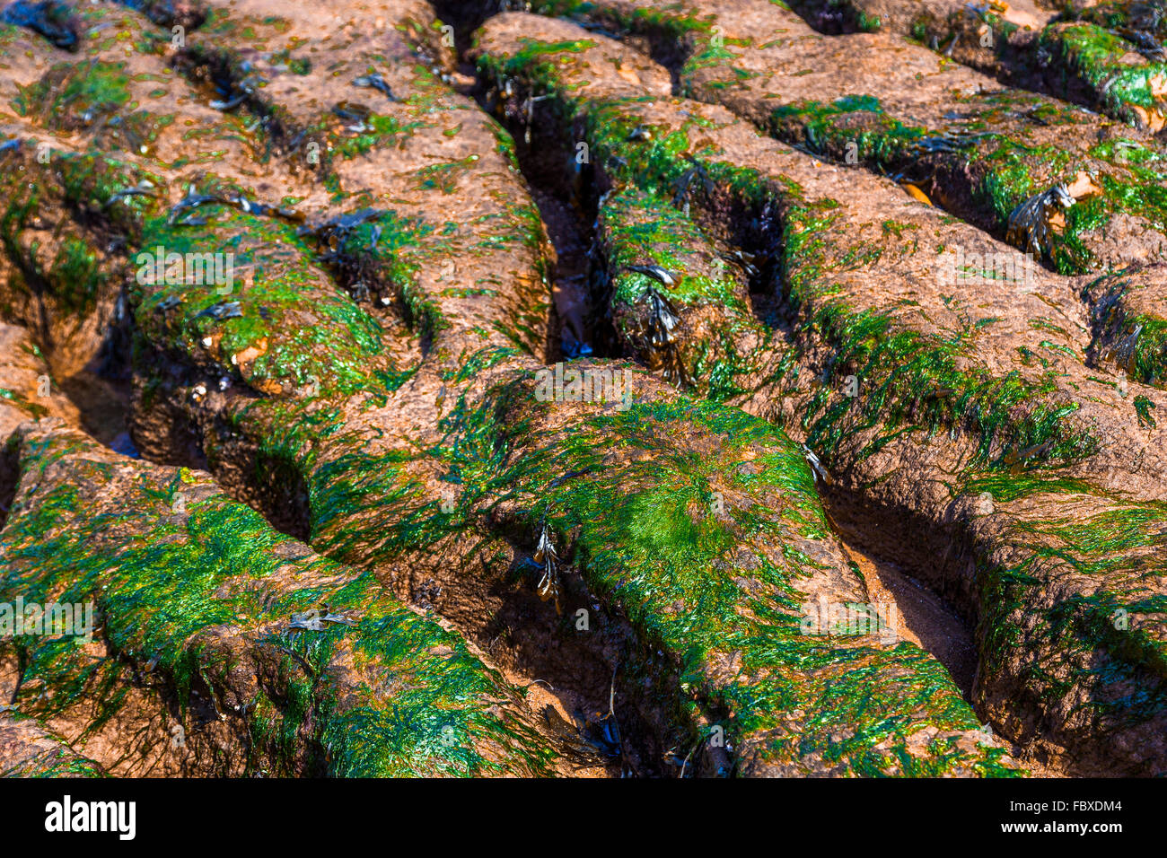 Verwitterte Felsen mit grünen Algen am Strand in Devon Stockfoto