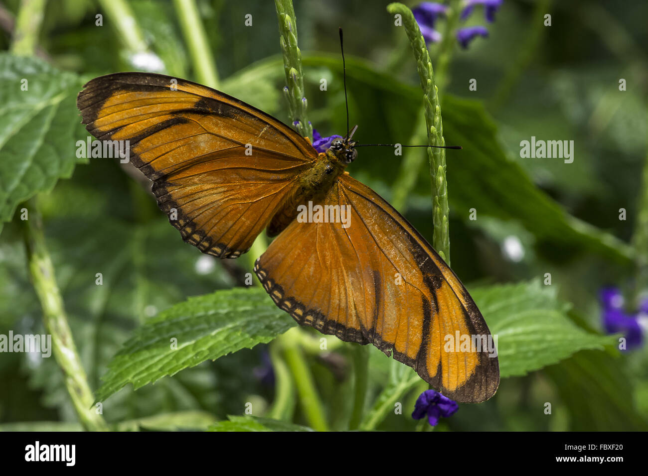 Tagaktive Schmetterling Stockfoto