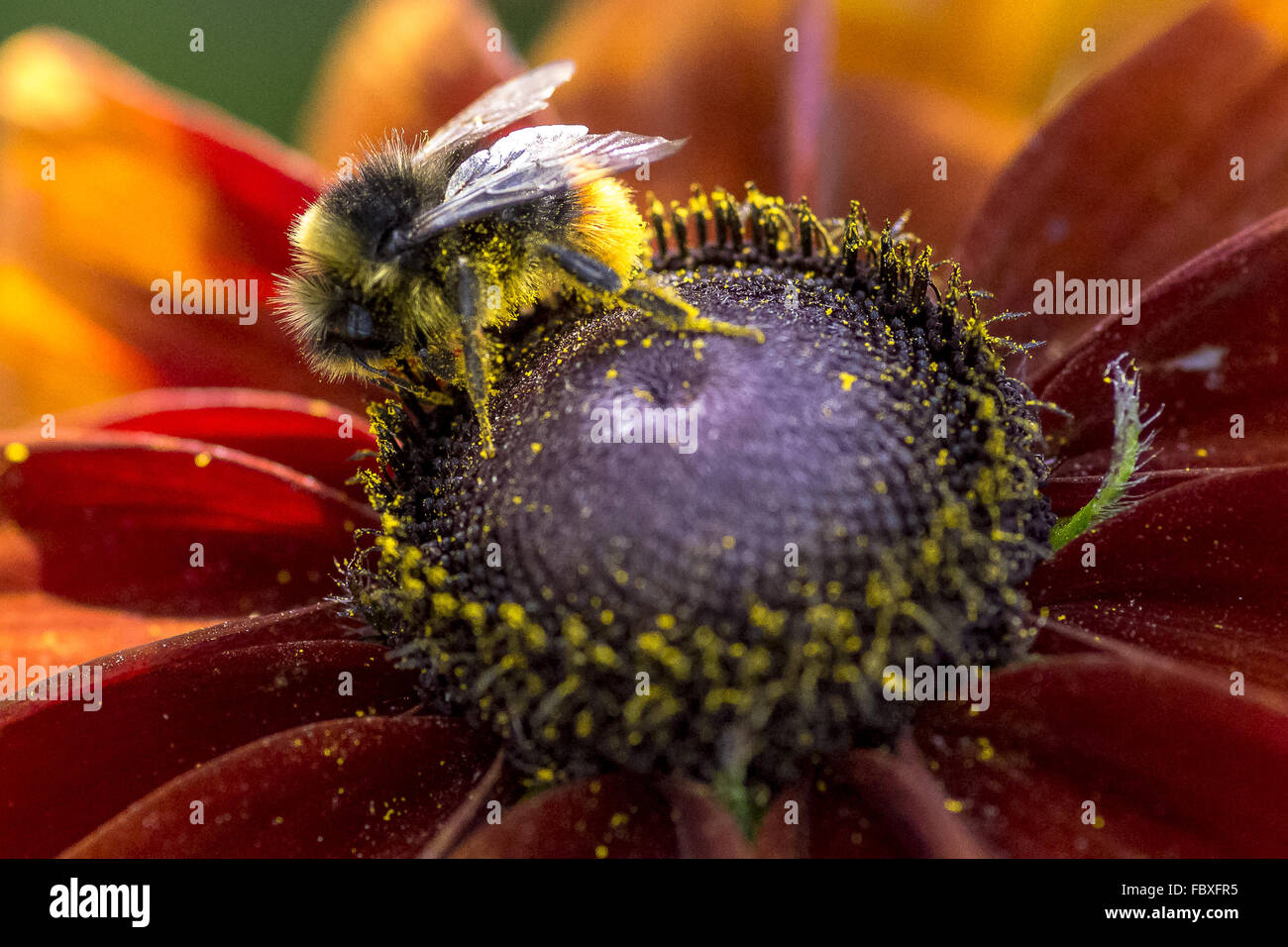 Mittagszeit Stockfoto