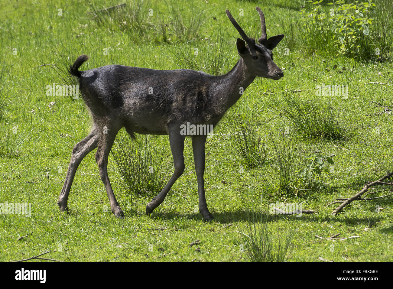 Männliche Reh Stockfoto