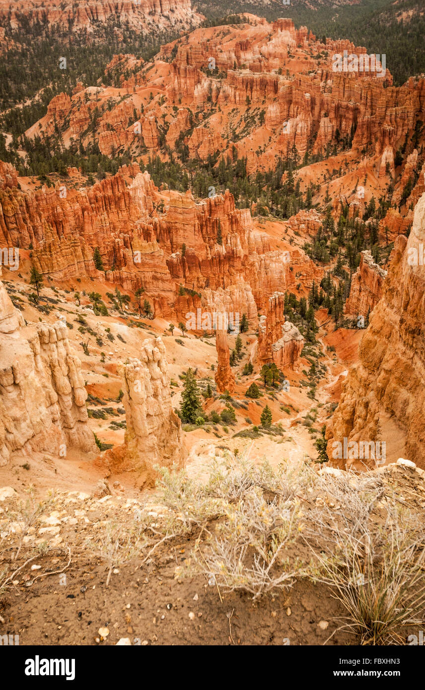 Canyon Bryce Felsen und Bäume Stockfoto