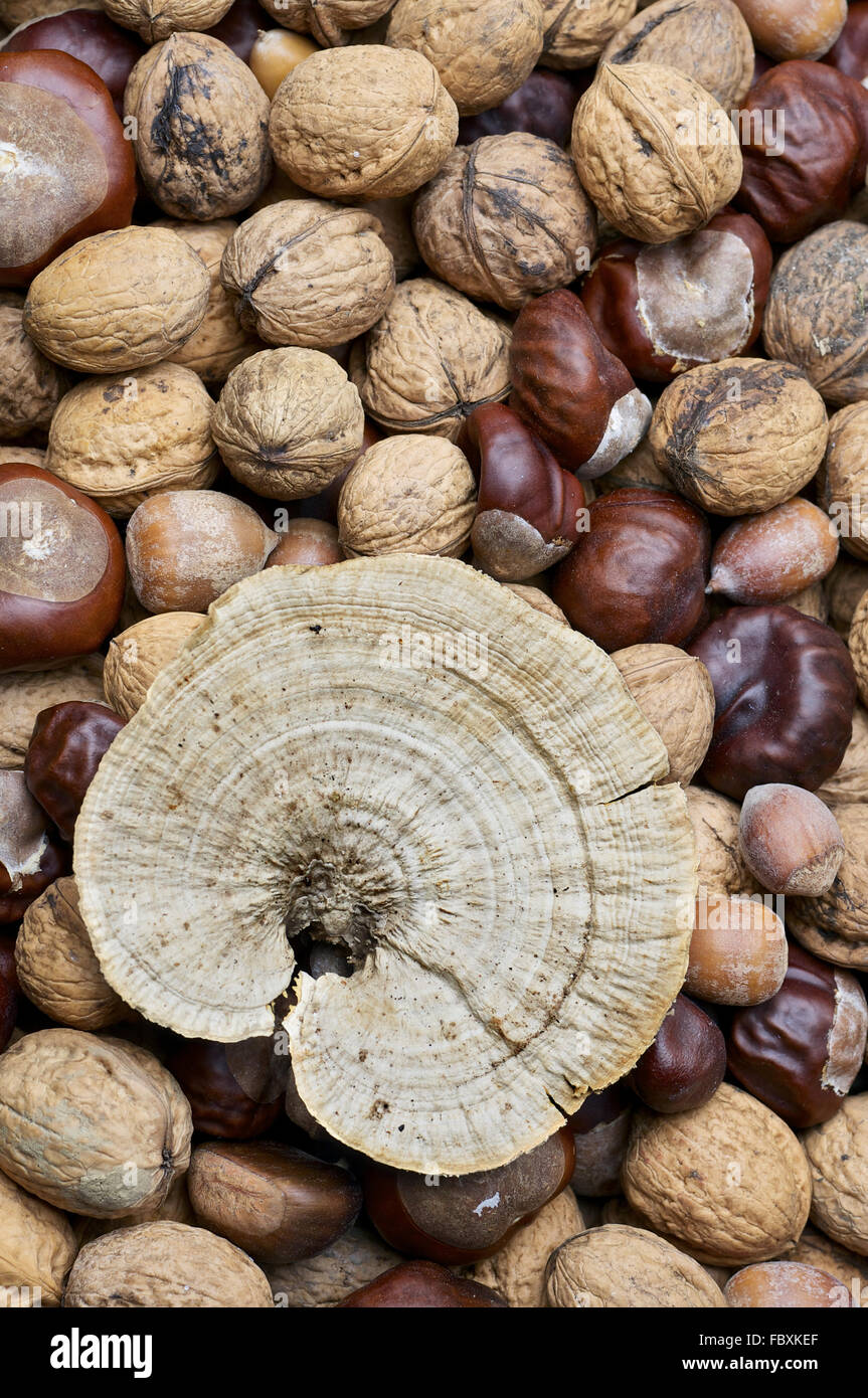 Getrocknete Pilze, Nüsse und Kastanien Stockfoto