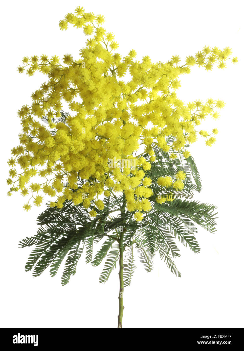 Mimosa Acacia Dealbata Ausschnitt Stockfoto