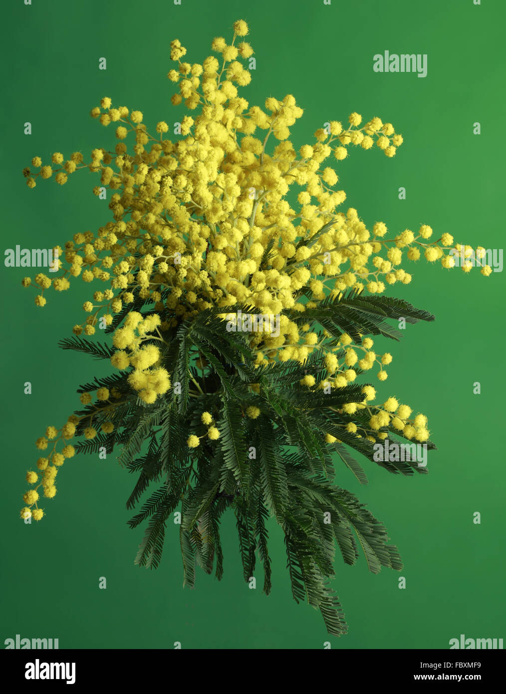 Mimosa Acacia Dealbata Ausschnitt Stockfoto