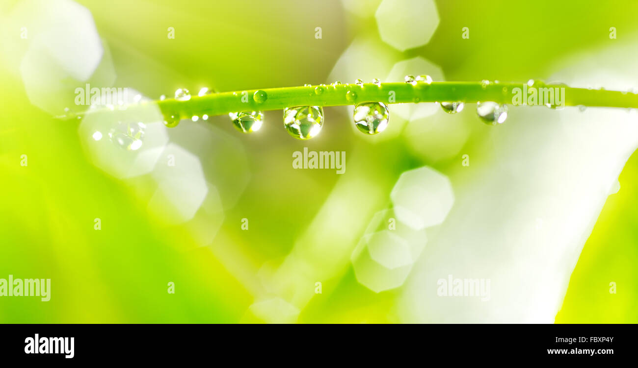 Wassertropfen auf einem grünen Stiel Stockfoto