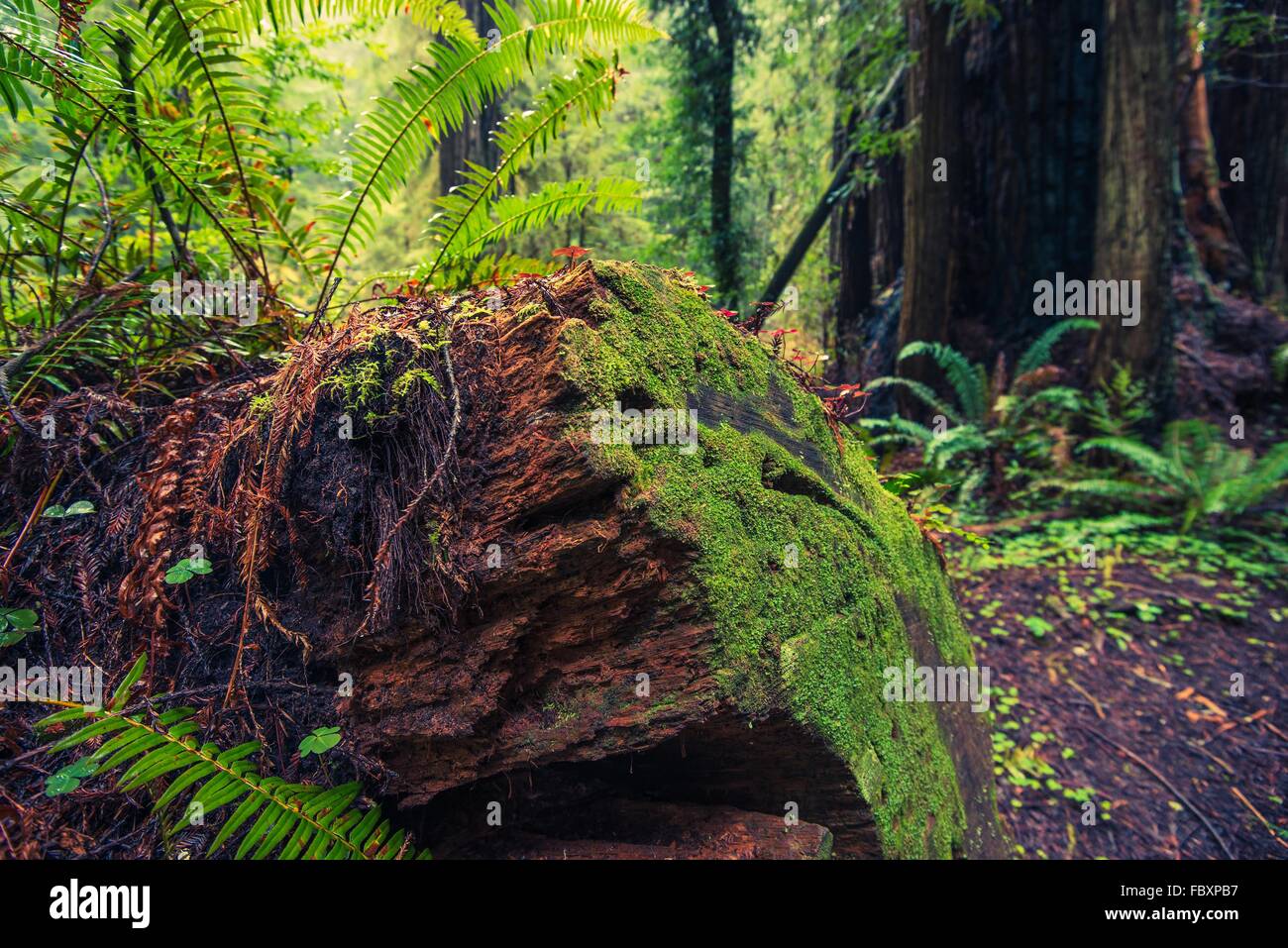 Gefallenen Mammutbaum im California Coastal Redwood-Wald, United States. Stockfoto