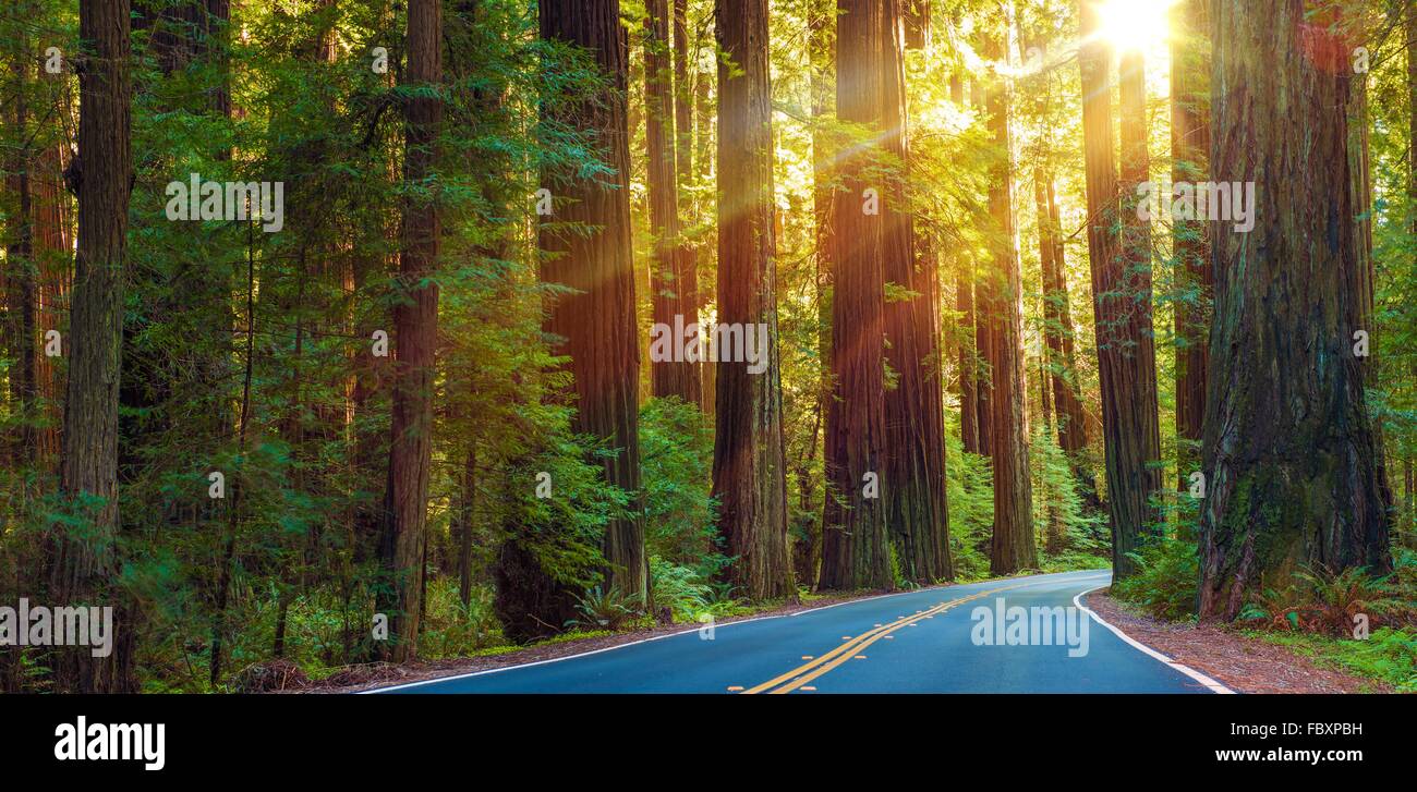 Welt berühmten Redwood Highway in Nord-Kalifornien, Vereinigte Staaten. Sonne zwischen Redwood-Bäume. Stockfoto