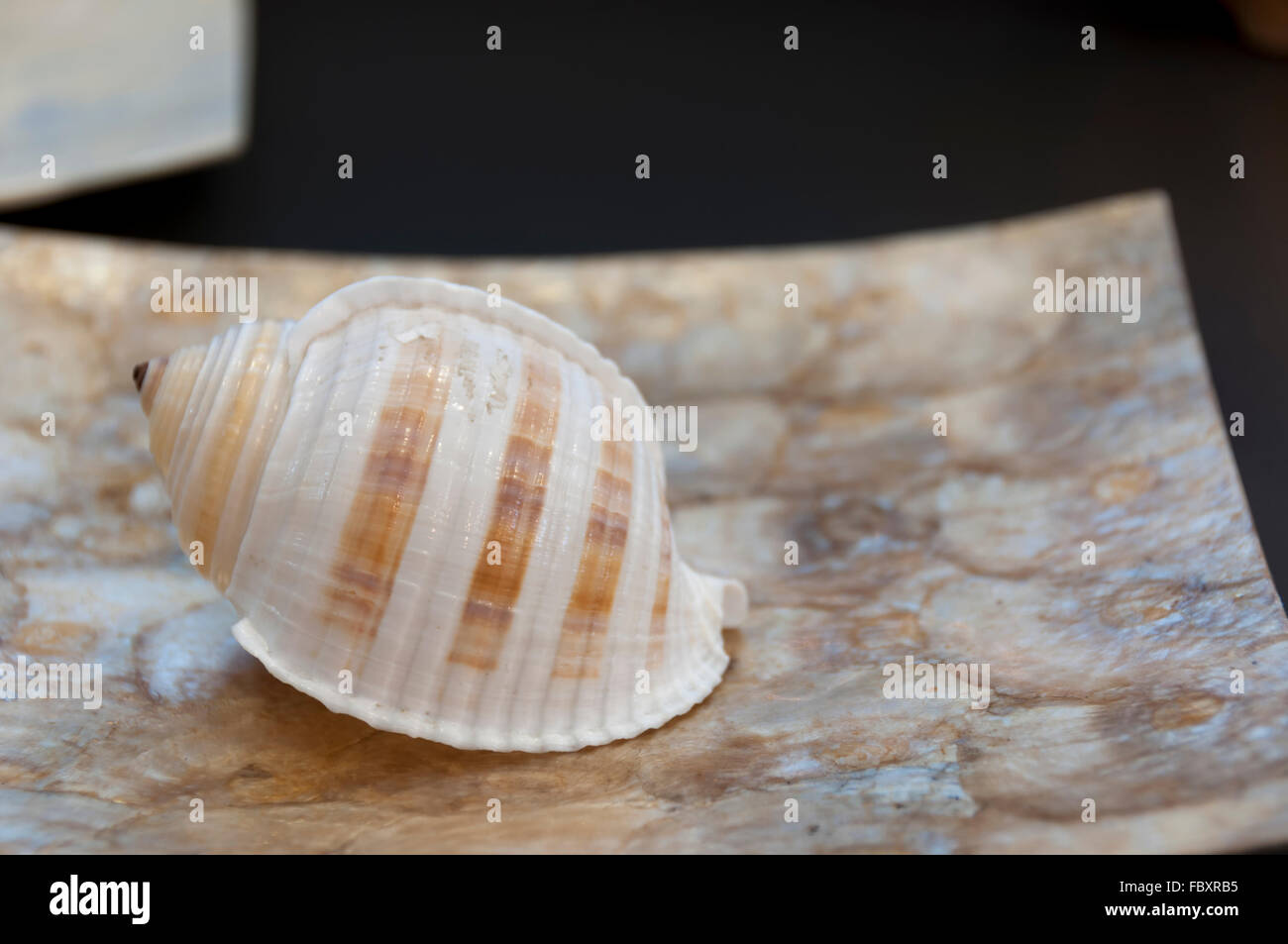 Ozean-Schneckenhaus befindet sich auf der Luxus-Schüssel Stockfoto