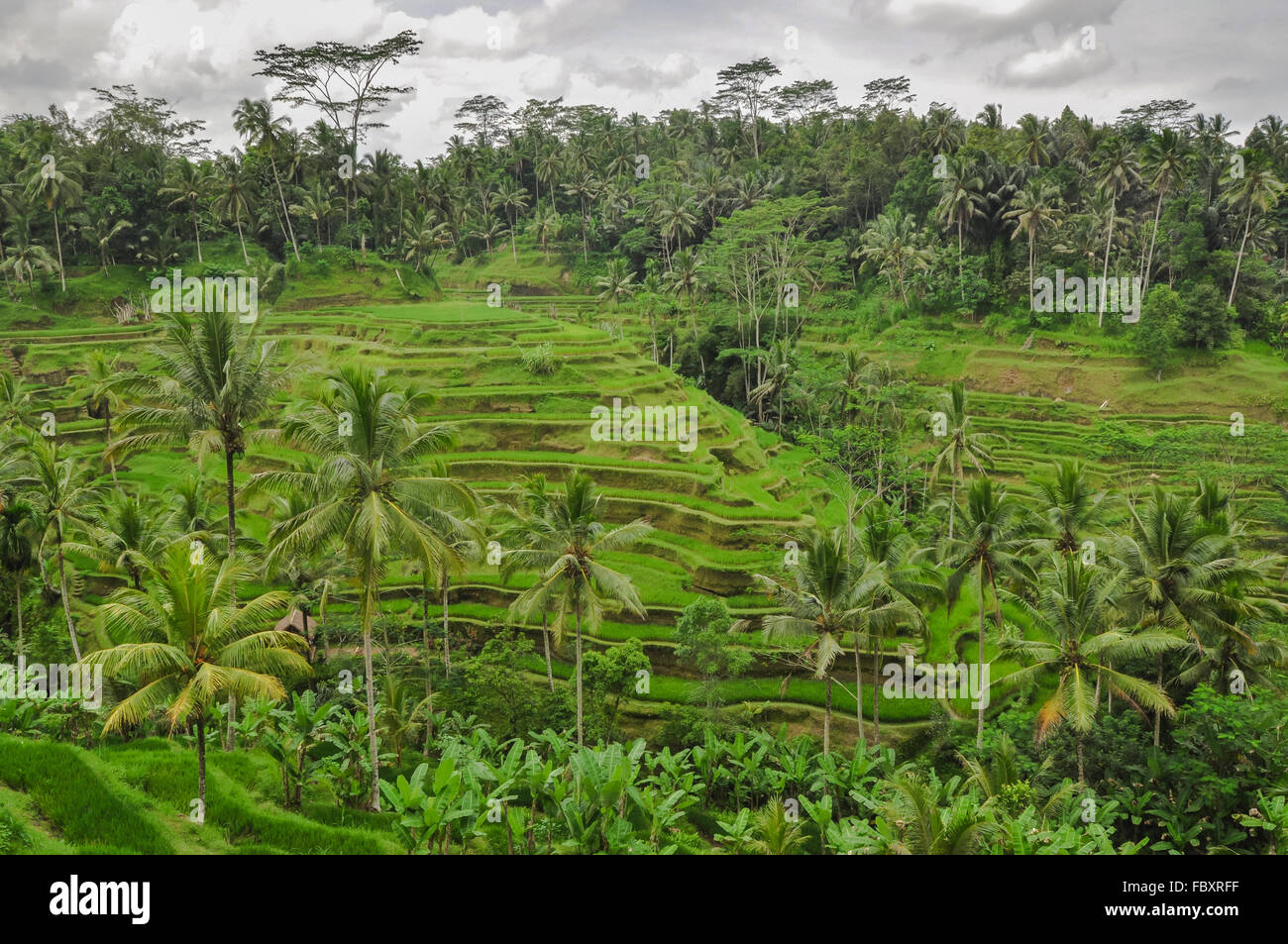 Reisfeld Bali Indonesien Ubud Bali Stockfoto