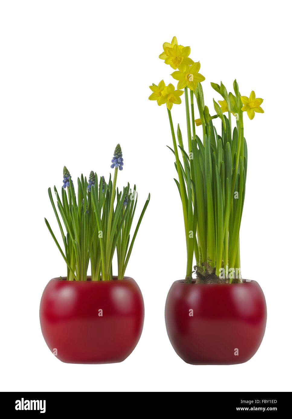 Blumentöpfe mit Trauben-Hyazinthen und Narzissen Stockfoto
