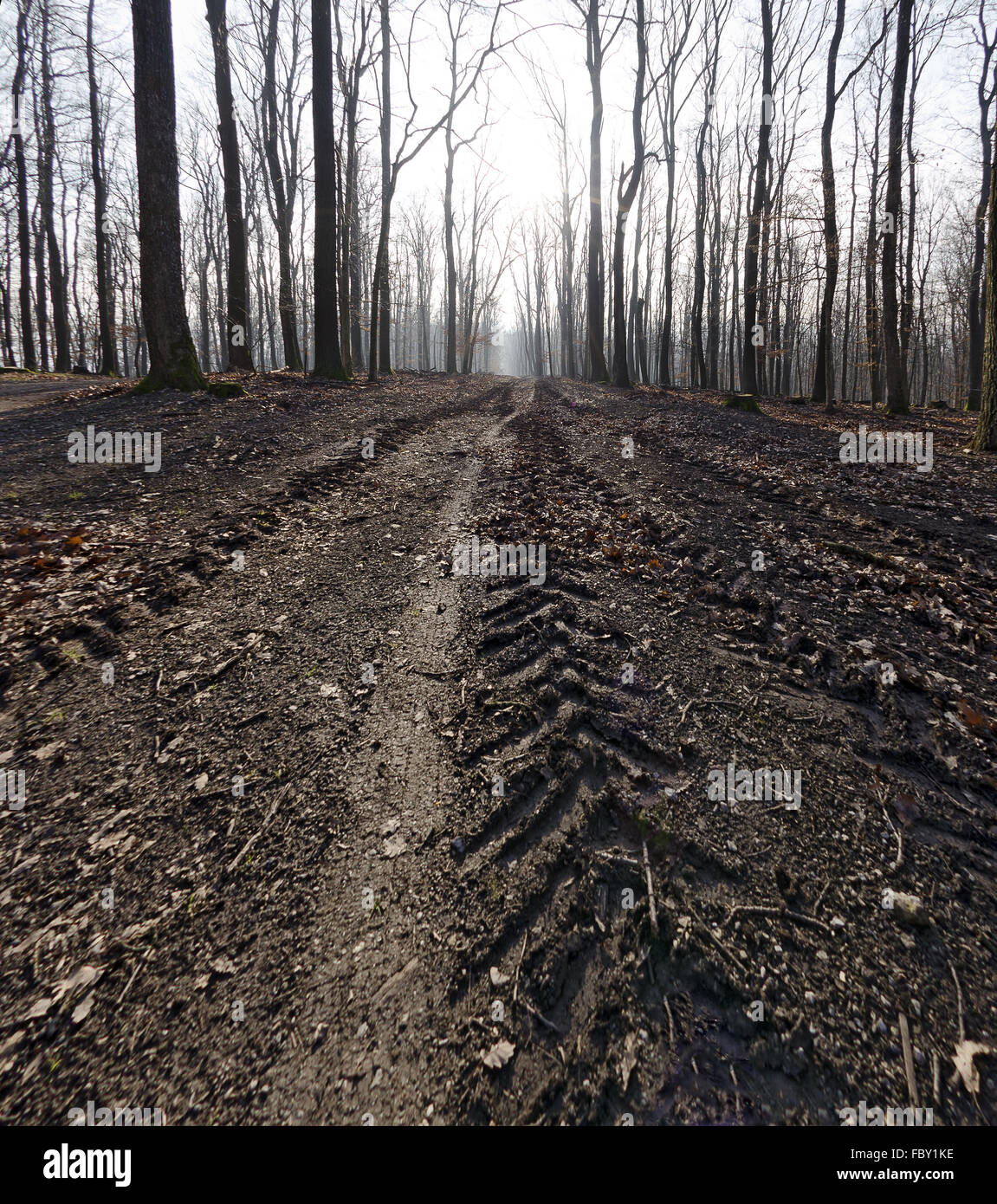 Waldweg mit deepen tracks Stockfoto