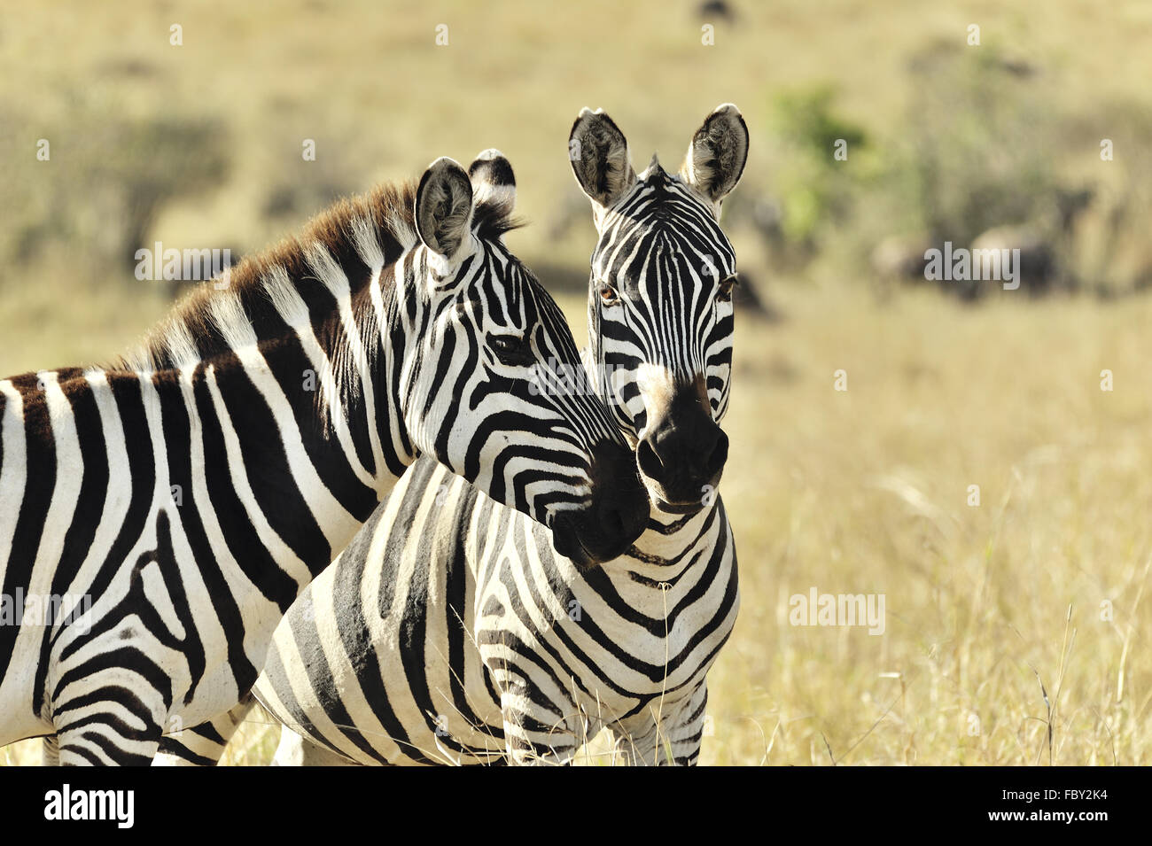 Flirt Zebras Stockfoto