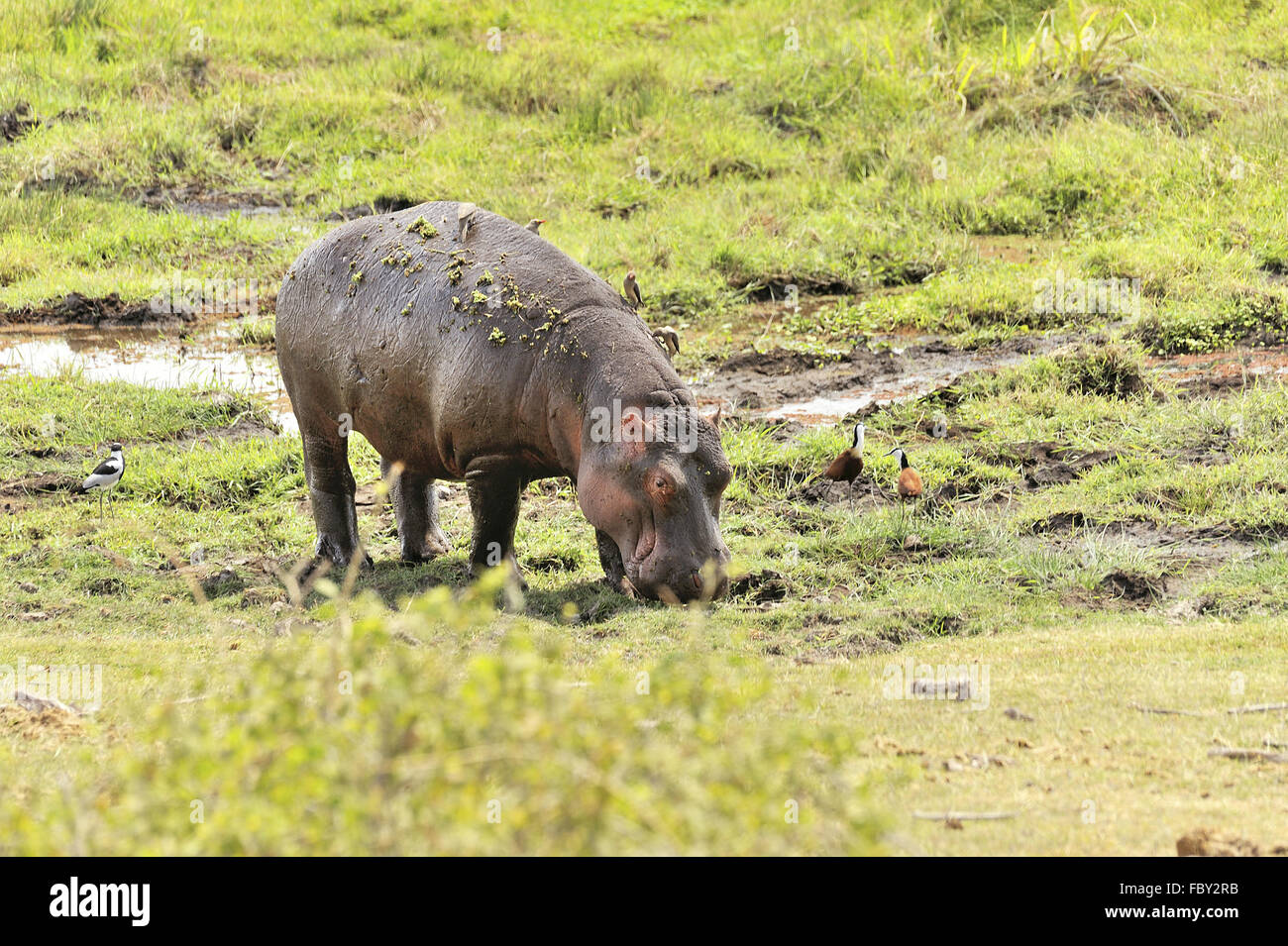 Young-Hippo in den Sümpfen von Amboseli Stockfoto