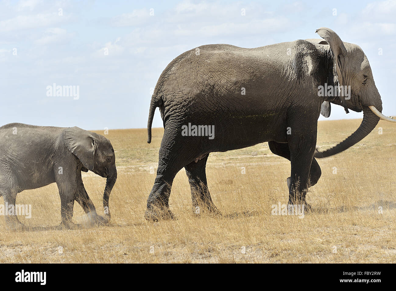 Elefanten, die aus den Sümpfen Stockfoto