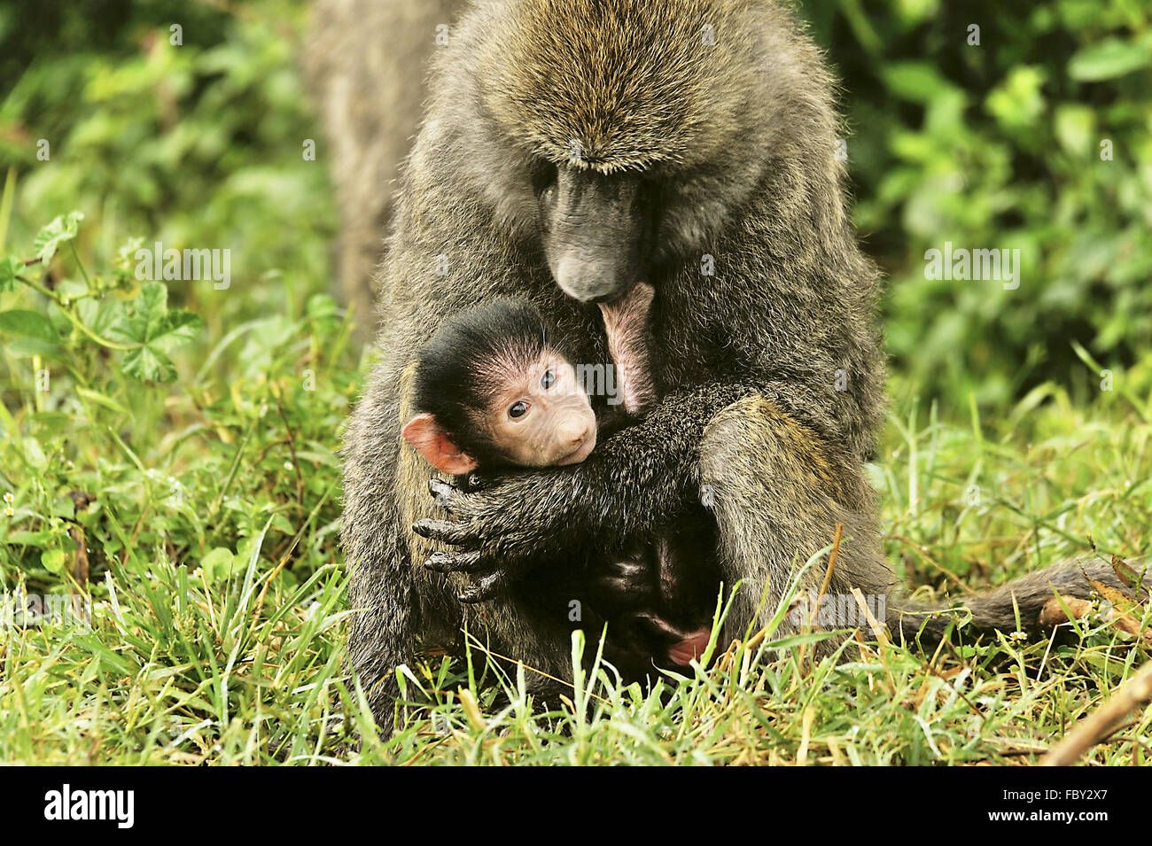 Paviane, Mutter und Kind Stockfoto