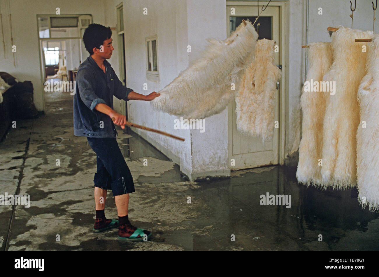 Waschen Pelze in Yinchuan Pelz Fabrik, autonomen Region Ningxia, China Stockfoto