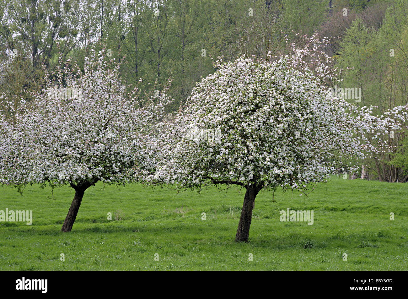 Obstblüte Stockfoto