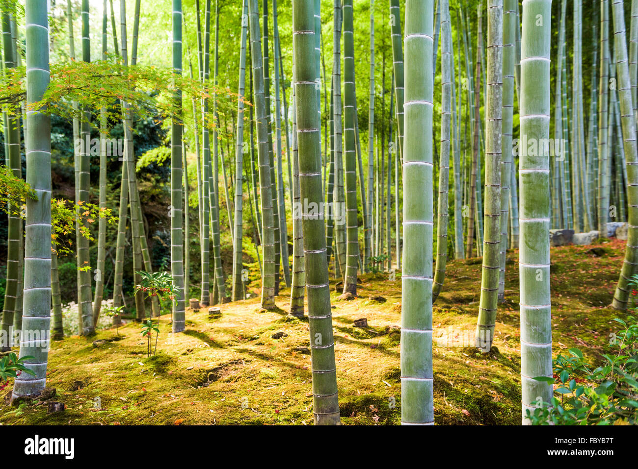 Kyoto, Japan bei den Bambuswald. Stockfoto