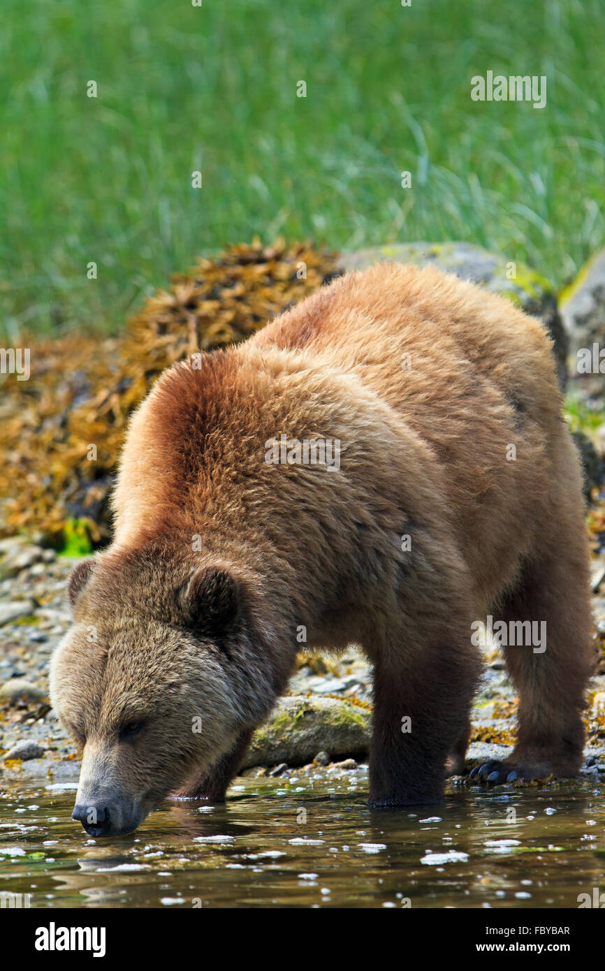 Weibliche Küsten Grizzlybär trinken vom Ozean an einem sonnigen Tag entlang der Küste von British Columbia, Kanada Stockfoto