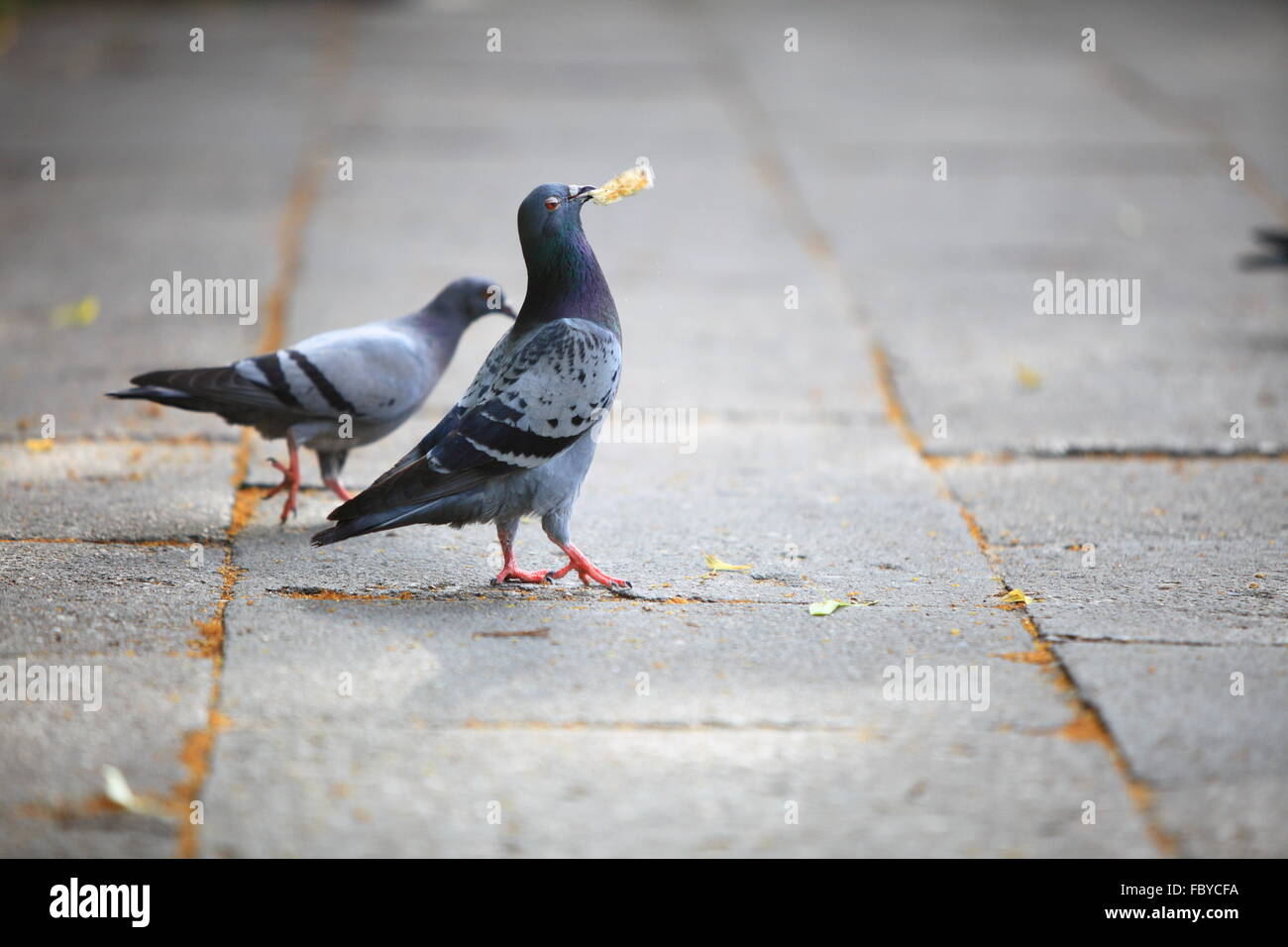 Hungrigen Tauben Brot zu essen, auf der Straße Stockfotografie Alamy